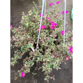 Cây mười giờ Cẩm thạch siêu hoa