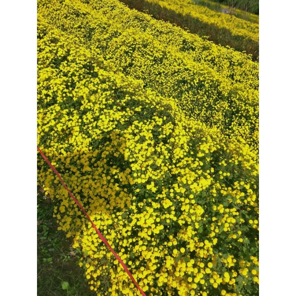 TRÀ HOA CÚC CHI SẤY LẠNH 100G sạch thơm