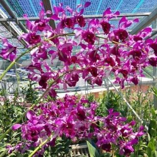 Hoa lan denro bò tím giống