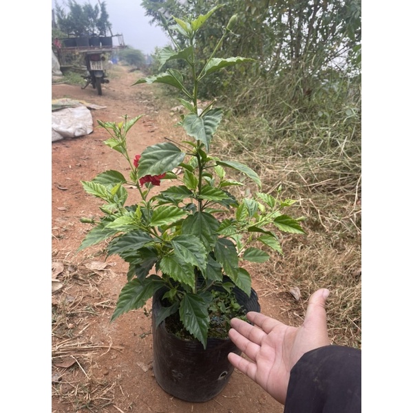 CÂY HOA RÂM BỤT ĐỎ KÉP