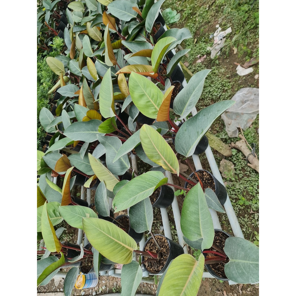 TRẦU BÀ ĐẾ VƯƠNG NÂU ,, phong thuỷ để bàn mini GIÁ RẺ, lọc không khí, Cây Tươi Nguyên CTN0420