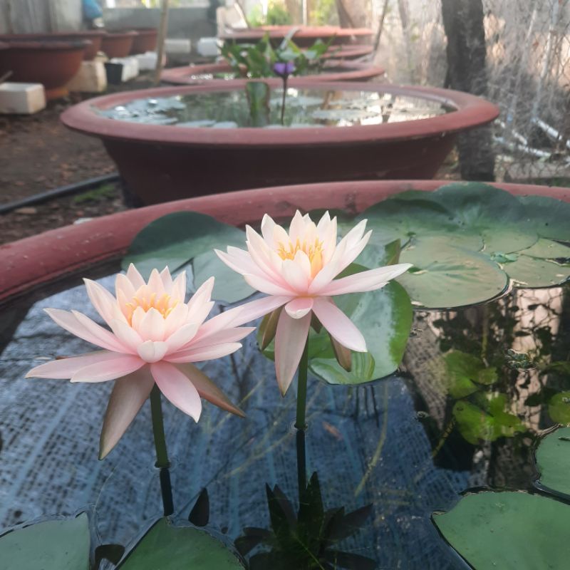 Hoa Súng Màu Cà Rốt  4cây 100k