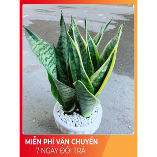Chậu lưỡi hổ
