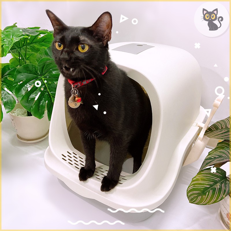 Nhà vệ sinh cho mèo hình thang