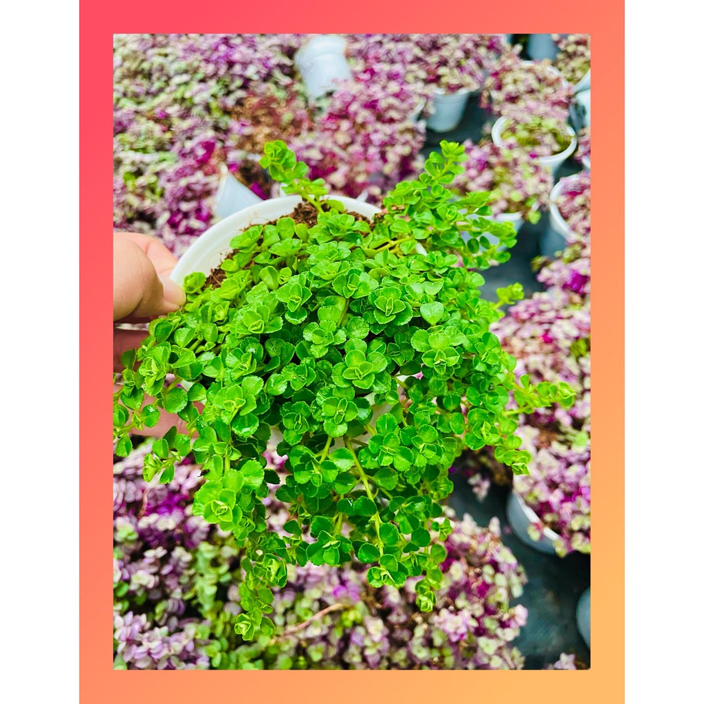 CỎ SEDUM LỤC HÀ SIZE TRUNG BÌNH, HÀNG ĐÀ LẠT, SIÊU XINH SIÊU KHỎE, LỖI 1 ĐỔI 1