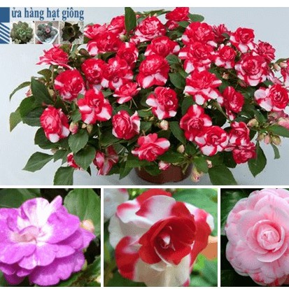 Hạt  giống hoa ngọc thảo kép mix 5 hạt/gói