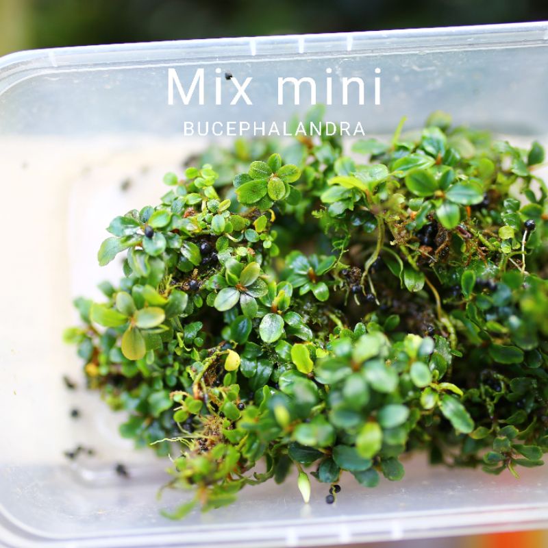 Bucep mix mini | Cây thủy sinh nguyên cụm | Hàng bụi | lá cạn