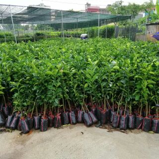 combo 2 Cây bưởi da xanh