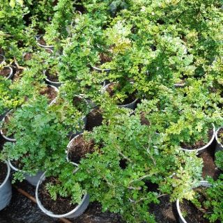 Cần Thăng dán Bonsai