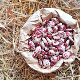 Hạt giông đậu ngự cao sản  ( đậu ngự nấu chè) -  trồng đậu ngự trong thùng xốp cho quả sai trĩu