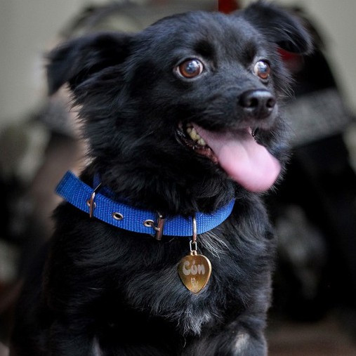 Pet Tag Thẻ Tên Cho Chó Mèo Inox Khắc Laser Bền Đẹp (Nhiều Mẫu Lựa Chọn)