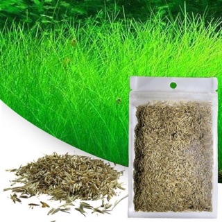 Combo 2 gói hạt giống thuỷ sinh ( ngưu mao chiên & cỏ lá tròn )