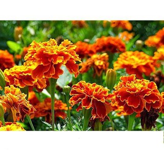 Hạt Giống Hoa Vạn Thọ Pháp Ban Mai