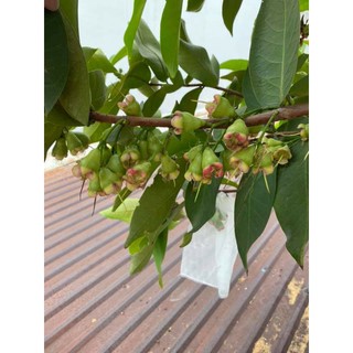 Cây 🌲 Mận  An phước...1m6