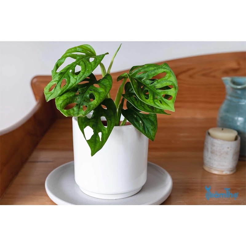 Cây Monstera adansonii Five Holes  chậu nhựa