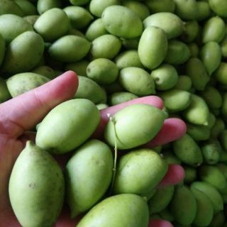 Cây 🌲 Cà Na Thái ( siêu trái)