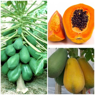 HẠT GIỐNG ĐU ĐỦ LÙN CAO SẢN F1, dễ trồng, năng xuất cao