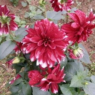 5 cây thược dược mix màu