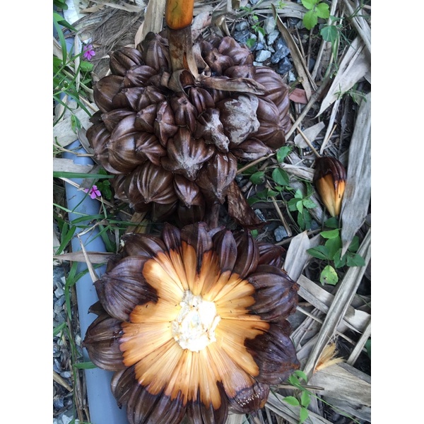 Trái dừa nước 2 trái