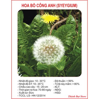 Hạt Giống Hoa Bồ Công Anh (50H)