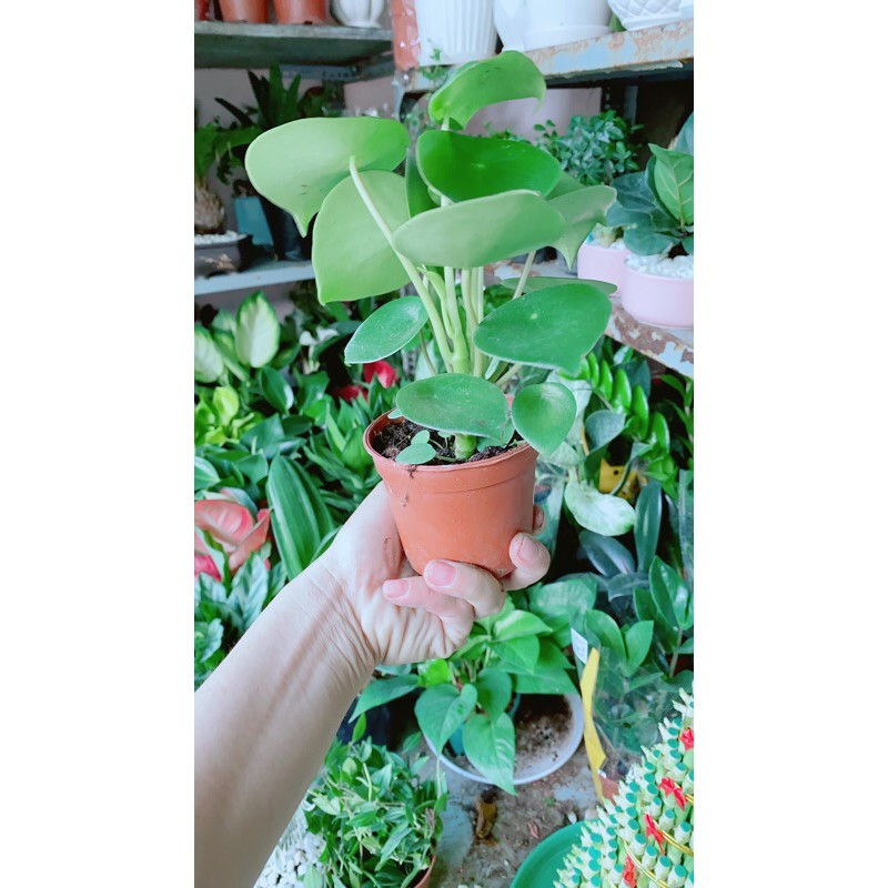 Cây Lá Dưa Hấu