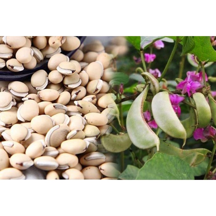 1KG ĐẬU VÁN loại 1 trắng sạch giống thuần chủng, đậu ván đẹp không chất bảo quản, Hạt Đậu Ván Nấu Chè , Hạt Đậu Ván Nấu