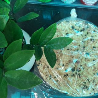 cơm cháy nhà thờ Bãi Dâu- Bịch 2 cái