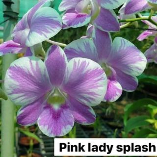 Hoa lan denro chớp hồng