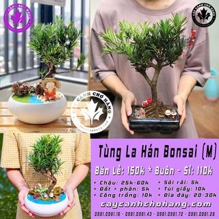 Cây tùng la hán bonsai, cây phong thuỷ trang trí để bàn