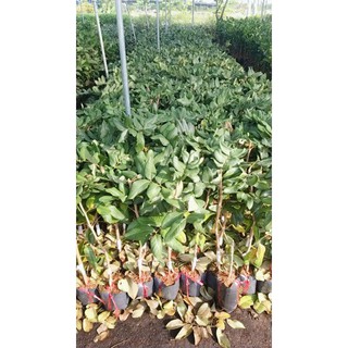CÂY THANH NHÃN Quang.Phú (NHÃN BẮP CẢI )