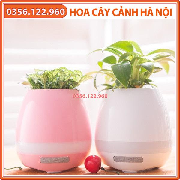 combo 3 Chậu Cây Trồng Cây Phát Nhạc – đồ dùng phát âm thanh có đèn led