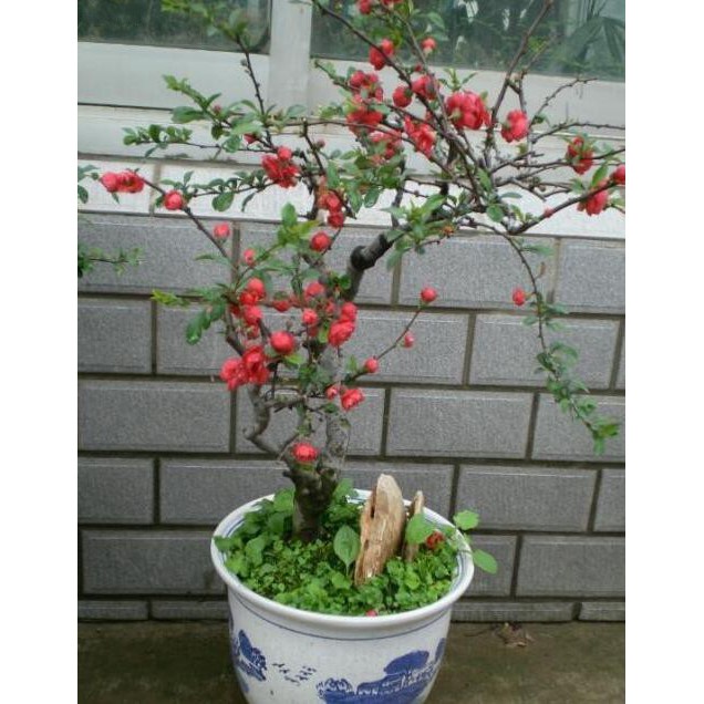 30 hạt giống hoa mai đỏ SHOP MỚI KHYẾN MẠI GIÁNG SINH