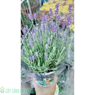 Cây Oải Hương