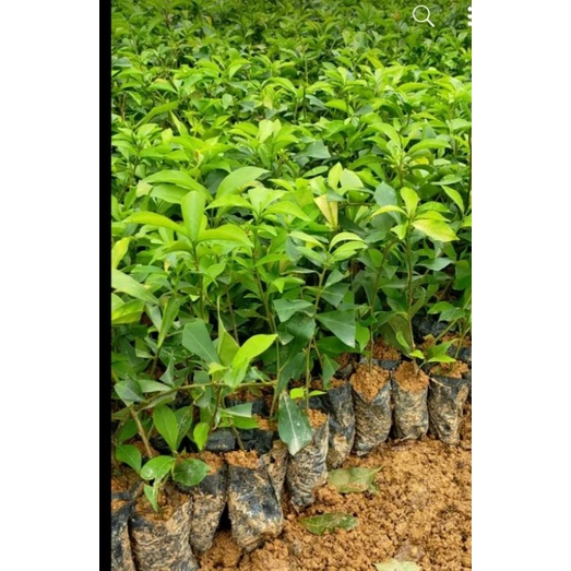 Cây nhài nhật như ảnh.ảnh thật