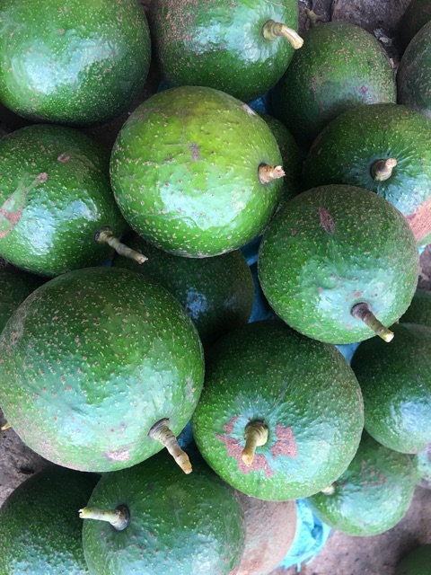 1 kg Bơ Booth tại vườn không qua trung gian quả to đều