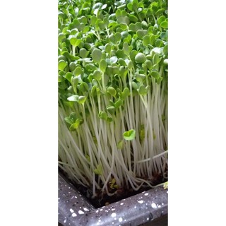 hạt giống - hạt cải mầm