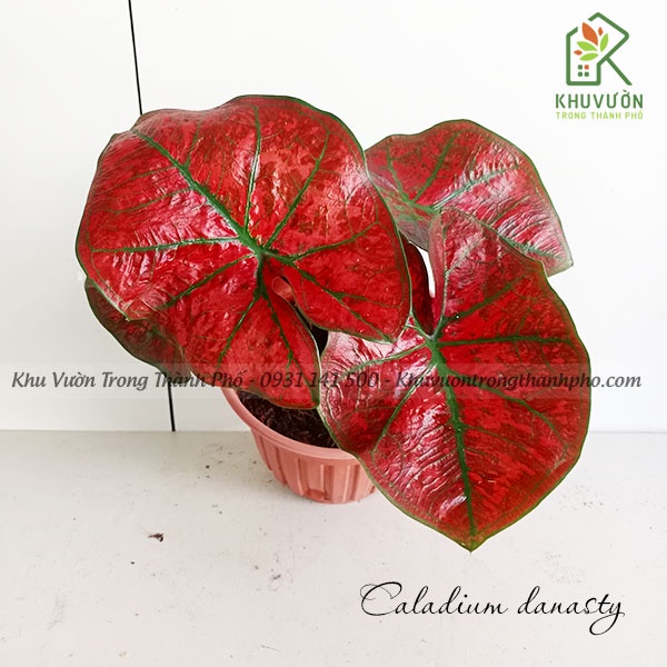 Cây môn đỏ gân xanh caladium danasty