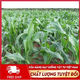 [Mã SHOPHG10K giảm 10K]Cỏ ngọt lai dành cho chăn nuôi gia súc, gia cầm như bò, dê, cừu, cá... hàm lượng đạm cao gói 200g