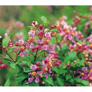 Cây Hồng Ngọc mai/ cherry thailand