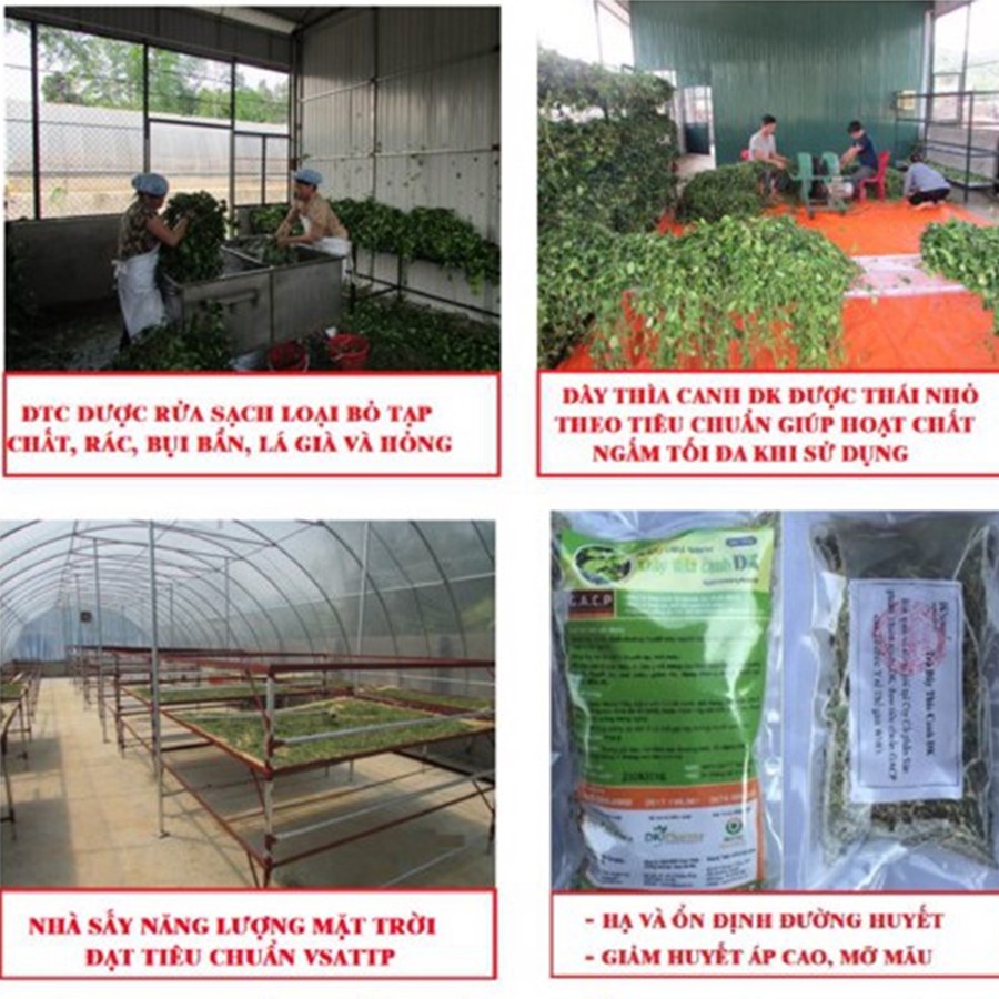 [𝐋𝐀́ 𝐓𝐎/𝐆𝐀𝐂𝐏-𝐖𝐇𝐎] Dây thìa canh loại đặc biệt - 𝐆𝐨́𝐢 𝟏𝟎𝟎 𝐠𝐚𝐦 - 70% dây thìa canh lá to - Ổn định đường huyết -DK Natura | BigBuy360 - bigbuy360.vn