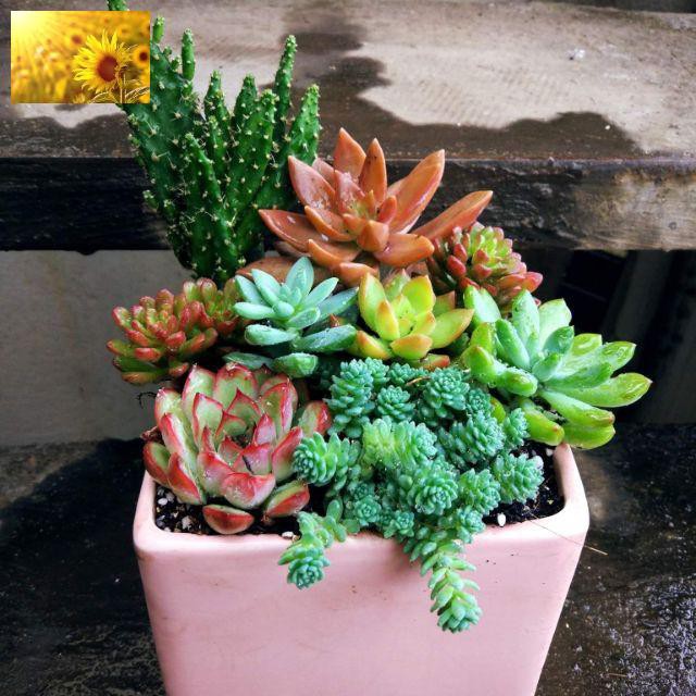 Hạt Giống Sen Đá Mix Nhiều Loại  - MUA 3 TẶNG 1 CÙNG LOẠI