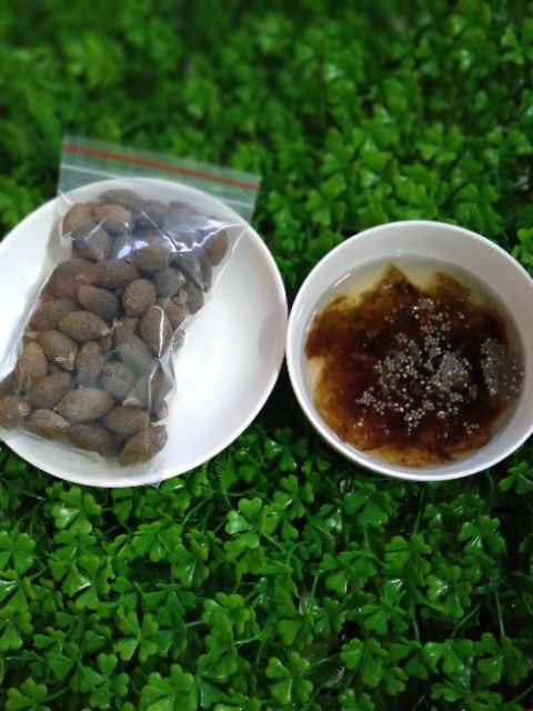 HẠT ƯƠI BAY RỪNG LOẠI NGON