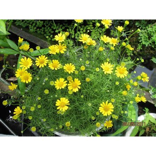 50H - HẠT GIỐNG CÚC SAO BĂNG ĐẠI GIẢM GIÁ TẾT