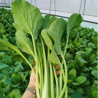 Hạt giống cải ngọt 20gr