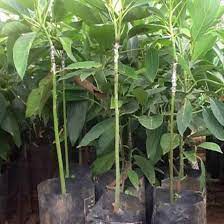 CÂY GIỐNG BƠ BOOTH 7 SIÊU NGON SIÊU QUẢ- CAM KÊT GIỐNG CHUẨN F1