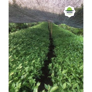 1kg bột trà Matcha Maika