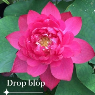 Sen giống đỏ đam mê bất tận