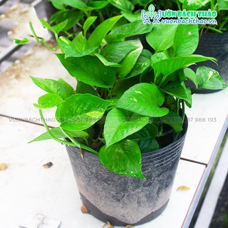 Cây trầu bà xanh dạng bụi