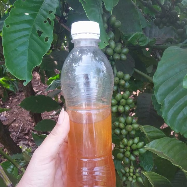 Mật ong hoa cà phê