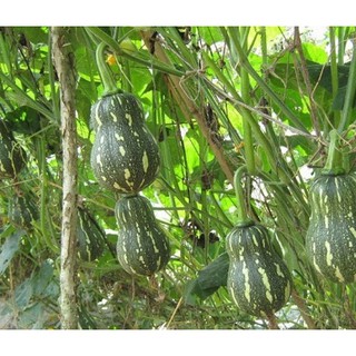Hạt giống Bí ngô mật